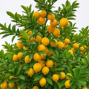 May include: A vibrant image of a lemon tree laden with ripe, yellow lemons. The tree's branches are filled with bright green leaves, creating a lush and healthy appearance. The lemons are a vivid yellow, contrasting with the green foliage.