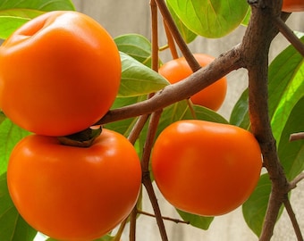 Jiro Fuyu Persimmon Tree: Grafted Live Plant, Sweet & Seedless