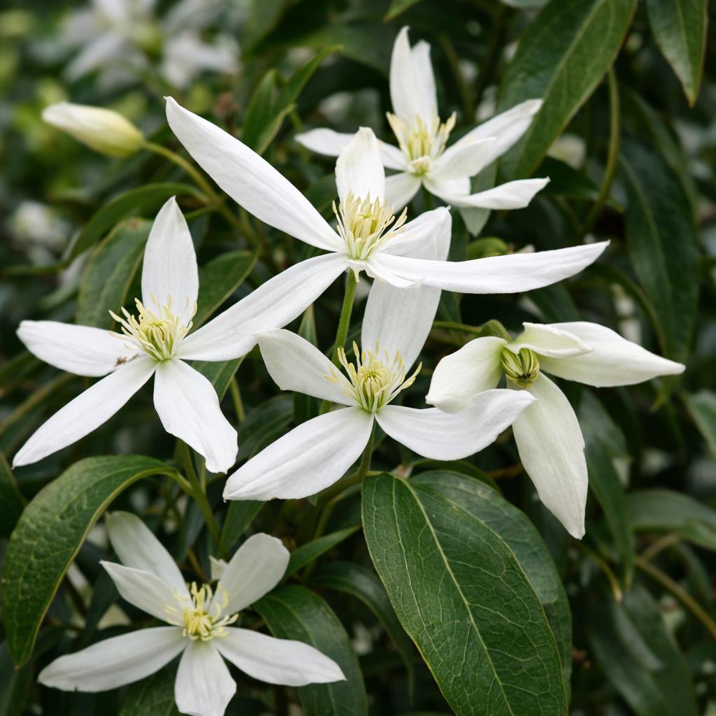 Live Plant White Clematis - Etsy