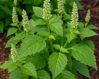 5 Pogostemon Heyneanus Indian Patchouli Herb Seeds For Planting