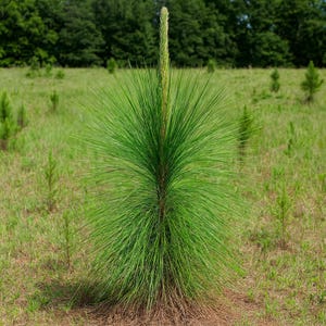 May include: A young pine tree with long, needle-like green leaves and a tall, slender trunk. The tree stands in a grassy field with other small trees in the background. The tree's needles are a vibrant green.