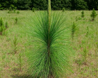 5 Pinus Palustris Longleaf Pine Tree Seeds – Hardy Evergreen, Drought-Tolerant, Fast-Growing Landscape, Southern Pine