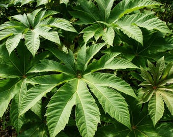 5 Tetrapanax Papyrifera Steroidal Giant Seeds For Planting