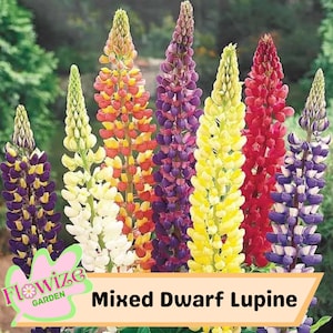 25 Mixed Dwarf Lupine Seeds: Lilac & White Perennial Blooms