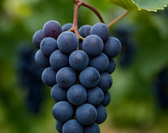 Concord Grape Seeds | Vitis Labrusca, Cold-Hardy Vine (5 Seeds)