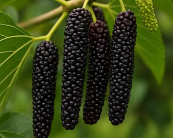 Black Pakistan Long Mulberry Tree Seeds | Sweet, Rare Fruit