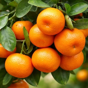 May include: Close-up of a cluster of ripe oranges on a tree branch, surrounded by green leaves. The oranges are bright orange with a textured surface, and some are partially obscured by the foliage. The image is well-lit, highlighting the vibrant colors of the fruit.