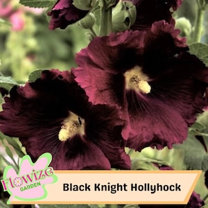 25 Black Knight Hollyhock Seeds – Cottage Garden Flowers – Double Blooms – Easy to Grow – Biennial/Perennial – Non-GMO – Open Pollinate