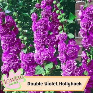 25 Double Violet Hollyhock Seeds – Cottage Garden Flowers – Double Blooms – Easy to Grow – Biennial/Perennial – Non-GMO – Open Pollinate