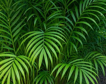 Fiji fan palm (Pritchardia pacifica Stock Photo