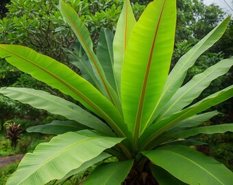 Cliff Banana Seeds | Rare Ensete Superbum Ornamental Tropical Plant
