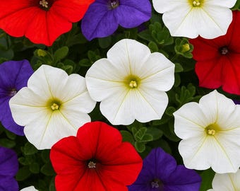 50 Red White Purple Petunia Seeds: Non-GMO Heirloom Flower Seeds