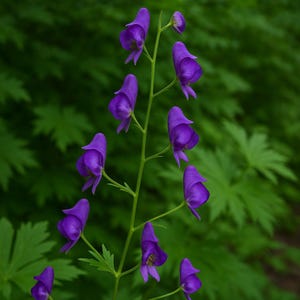 May include: A close-up of a stem of purple monkshood flowers. The flowers are a deep violet color and have a hood-like shape. The background is a blurred green with leafy foliage.