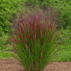 May include: A vibrant ornamental grass with green blades and striking red tips. The plant has a full, bushy form, with delicate, feathery seed heads in shades of purple and pink. The grass is set against a blurred green background.