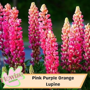 25 Pink Purple Orange Lupine Perennial Flowers Seeds – Pollinator-Friendly – Stunning Blooms – Easy to Grow Perennial Seeds – Non-GMO