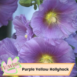 25 Purple Yellow Hollyhock Seeds – Cottage Garden Flowers – Double Blooms – Easy to Grow – Biennial/Perennial – Non-GMO – Open Pollinate
