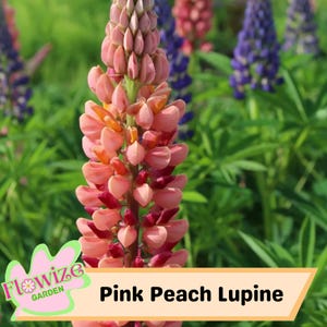 25 Pink Peach Lupine Perennial Flowers Seeds – Pollinator-Friendly – Stunning Blooms – Easy to Grow Perennial Seeds – Non-GMO