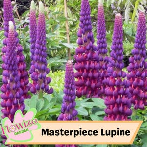 25 Masterpiece Lupine Perennial Flowers Seeds – Pollinator-Friendly – Stunning Blooms – Easy to Grow Perennial Seeds – Non-GMO