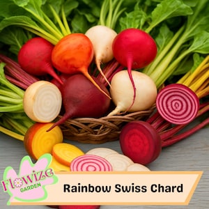 75 Rainbow Mix Beet Seeds - Detroit Dark Red & Golden Chioggia White - 4 Species