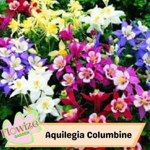 50 Mixed Colors Aquilegia Columbine Seeds For Planting