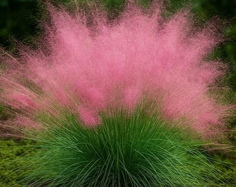 10 Pink Muhly Grass Seeds | Muhlenbergia Capillaris, Drought Tolerant