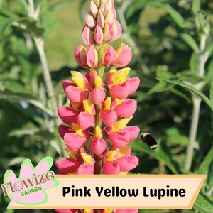 Pink & Yellow Lupine Flower Seeds: Pollinator-Friendly Perennial Blooms