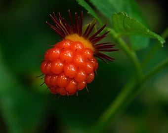 Salmonberry Seeds | Rubus Spectabilis, Edible Native Berry Bush