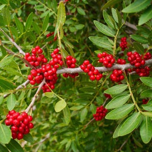 May include: Close-up of a tree branch with clusters of bright red berries. The berries are small and round, contrasting with the green, elongated leaves. The background is filled with more green foliage, creating a natural scene.