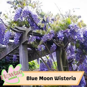 5 Blue Moon Wisteria Seeds – Elegant Climbing Vine – Fragrant Flowering Perennial – Stunning Red Blooms – Non-GMO & Easy to Grow