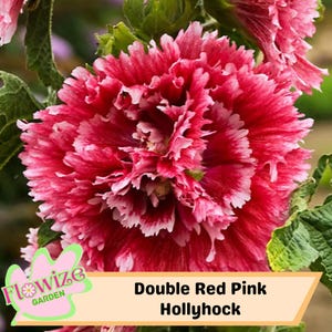 25 Double Red Pink Hollyhock Seeds – Cottage Garden Flowers – Double Blooms – Easy to Grow – Biennial/Perennial – Non-GMO – Open Pollinate