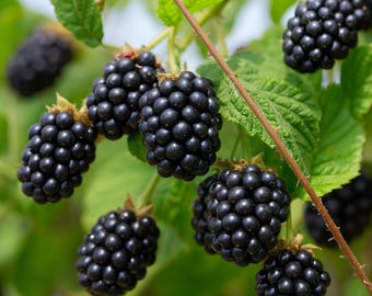 May include: Close-up of ripe blackberries on a branch with green leaves. The blackberries are a deep, shiny black color and clustered together. The image shows the detail of the fruit and the plant.