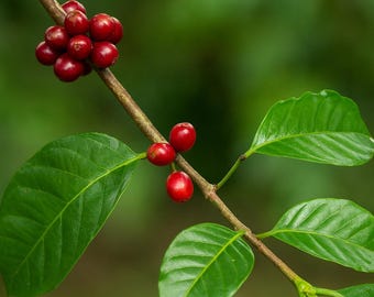 Robusta Coffee Seeds | Grow Your Own, High Caffeine (5 Seeds)