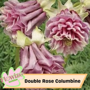 50 Double Rose Columbine Seeds For Planting