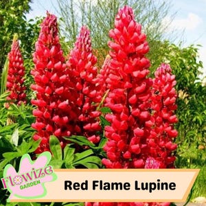 Red Flame Lupine Flower Seeds: Pollinator-Friendly Perennial