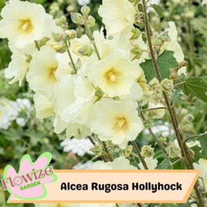 25 Alcea Rugosa Hollyhock Seeds – Cottage Garden Flowers – Double Blooms – Easy to Grow – Biennial/Perennial – Non-GMO – Open Pollinate