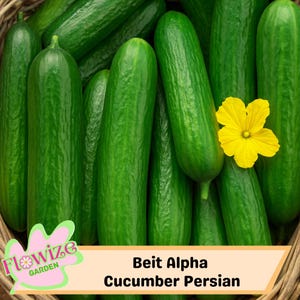Organic Beit Alpha Cucumber Seeds: Persian & Lebanese Gardens