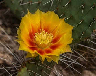 10 Opuntia Phaeacantha Prickly Pear Hardy Cactus Seeds For Planting