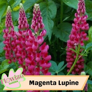 25 Magenta Lupine Flower Seeds: Pollinator-Friendly Perennial