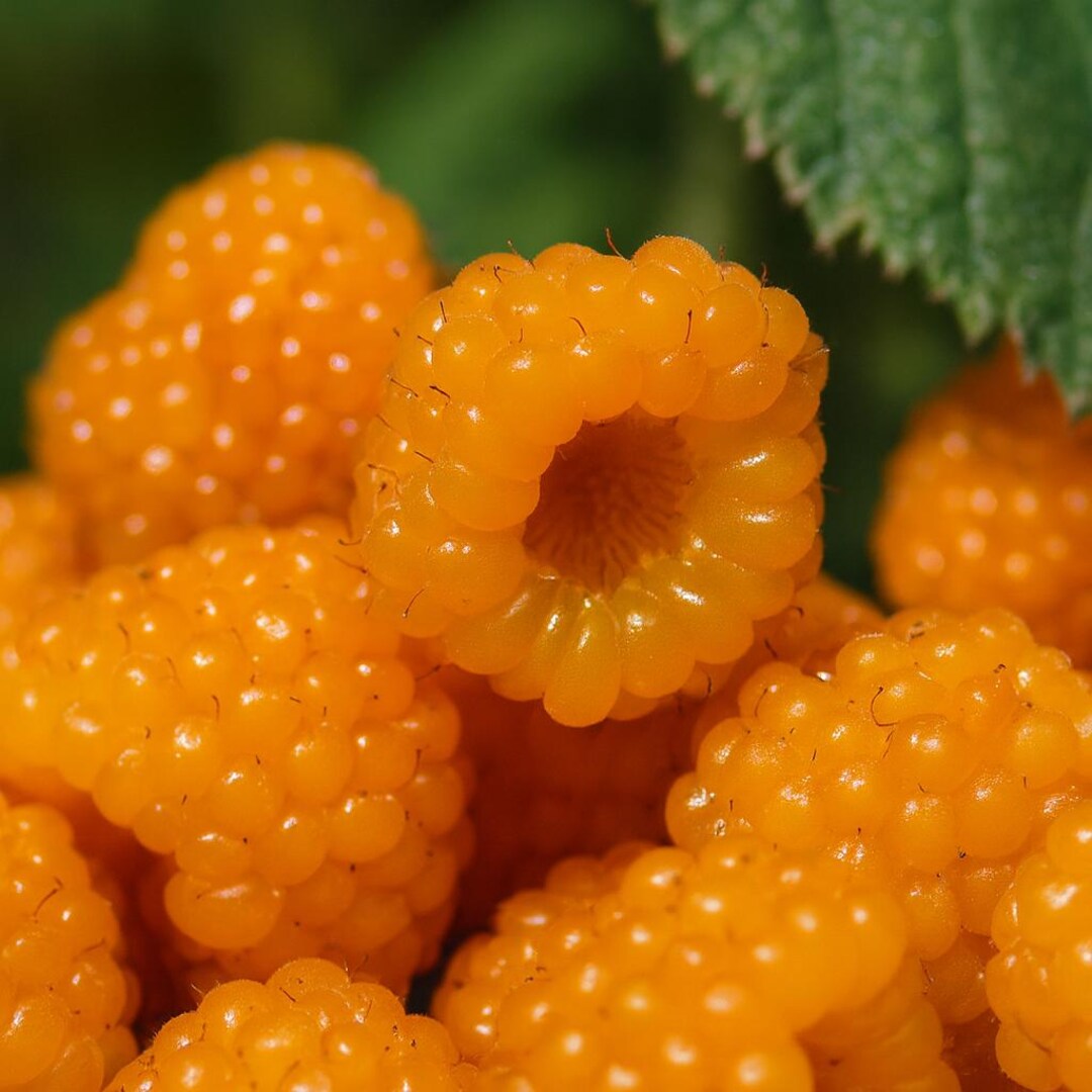 Indian Yellow Raspberry Himalayan Golden Raspberry Seeds, Rare Yellow Berry (10 Seeds) - Etsy