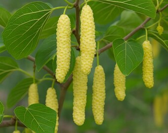 Chickasaw Plum Tree Seeds – Prunus Angustifolia, Wild Native Fruit Tree