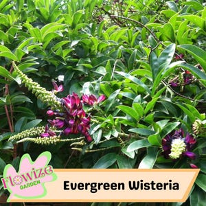 5 Evergreen Wisteria Seeds – Elegant Climbing Vine – Fragrant Flowering Perennial – Stunning Red Blooms – Non-GMO & Easy to Grow