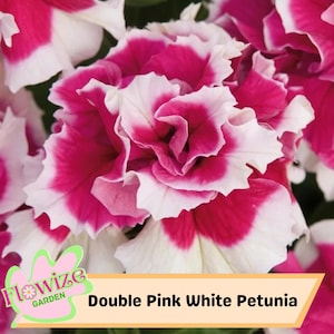 50 Double Pink White Petunia Seeds: Heirloom Pollinator Garden