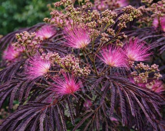 5 Albizia Summer Chocolate Purple Mimosa Tree Seeds For Planting
