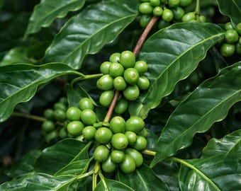 Arabica Nana Dwarf Coffee Plant Seeds – Compact Indoor Coffee Tree