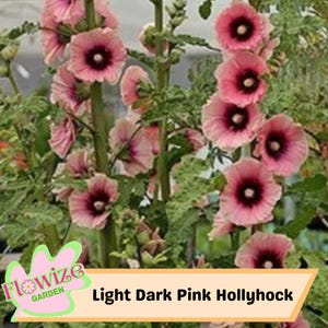 25 Light Dark Pink Hollyhock Seeds – Cottage Garden Flowers – Double Blooms – Easy to Grow – Biennial/Perennial – Non-GMO – Open Pollinate