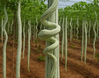 5 Snake Gourd Seeds | Trichosanthes Vine, Exotic Vegetable