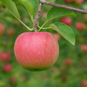 May include: A ripe red apple hangs from a tree branch with green leaves. The apple has a gradient of red and green hues, with a slightly speckled appearance. The background is a soft blur of green and red, suggesting an orchard setting.