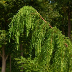 May include: A close-up of a weeping evergreen tree branch with vibrant green foliage. The branch curves downward, displaying long, needle-like leaves. The background features a blurred view of other trees, creating a natural, outdoor scene.
