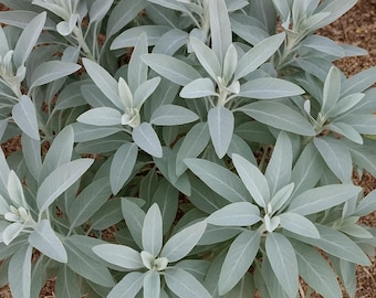 10 Salvia Apiana White Sage Seeds For Planting