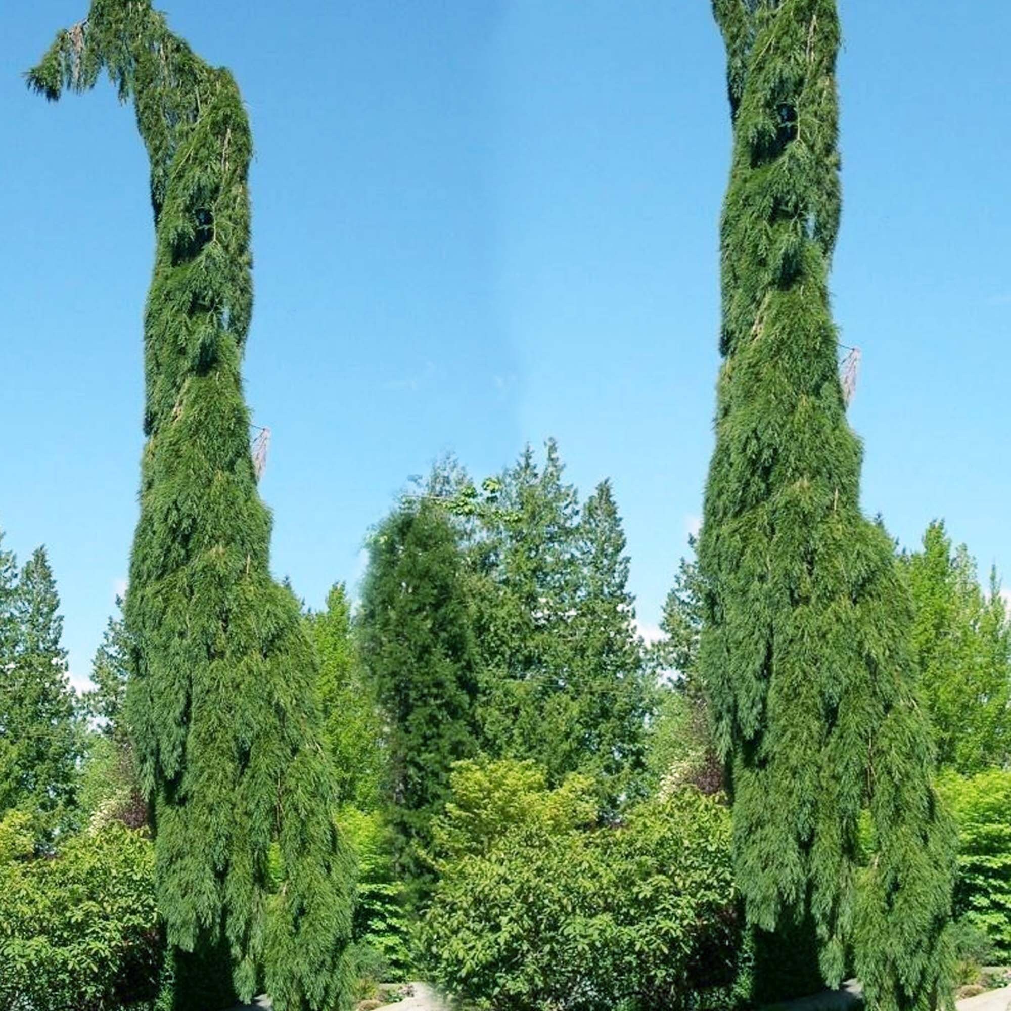 5 Giant Sequoia Pendula Weeping Sequoiadendron Seeds for | Etsy